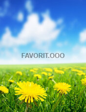 Фотопечать Растения №11